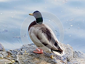 A mallard rests on a stone on the shore. photo