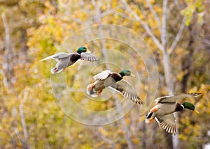 Mallard in sequence