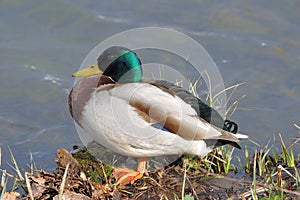 A mallard sits on the bank of a pond