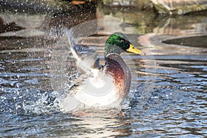 A Mallard splashes in a pond, playing and grooming himself