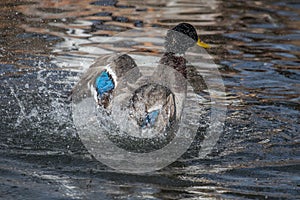 A Mallard splashes in a pond, playing and grooming himself