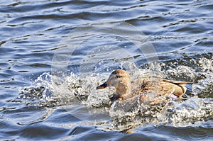 Mallard Splashing