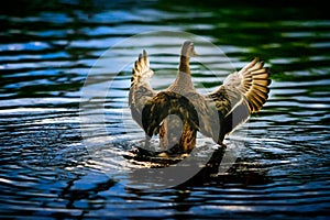 Mallard spreading its wings when rising from water