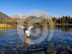 Kachna divoká na Štrbském Plese v Národním parku Vysoké Tatry