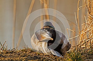 A Mallard on sunrise warming up