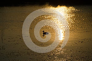 Mallard in the sunset