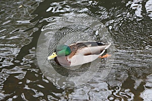 Mallard swimming through the cold waters of the river Lea