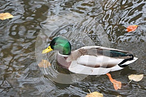 Mallard swimming through the cold waters of the river Lea