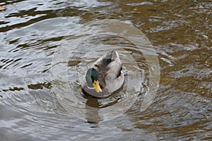 Mallard swimming through the cold waters of the river Lea