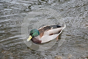 Mallard swimming through the cold waters of the river Lea