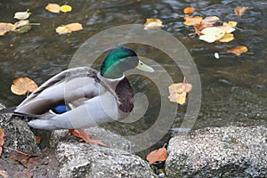 Mallard swimming through the cold waters of the river Lea