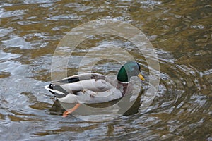 Mallard swimming through the cold waters of the river Lea