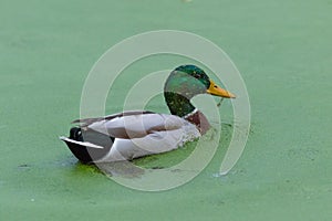 Mallard swimming in green water