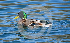 Mallard swimming on a lake