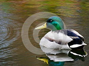 mallard swimming on the water