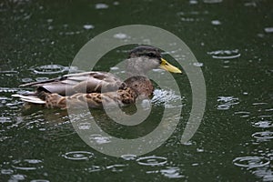 Mallard swimming in water during rain