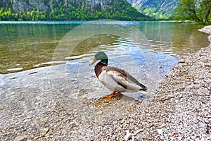 Mallard in the water Offensee Lake