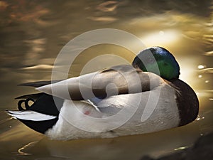 Mallard in the water with soft sunset light