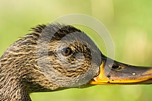 Mallard on the west coast,Halland,Varberg, Sweden photo