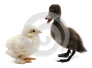 Mallard or wild duck, Anas platyrhynchos
