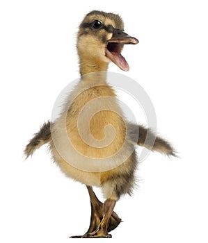 Mallard or wild duck, Anas platyrhynchos, 3 photo
