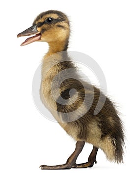 Mallard or wild duck, Anas platyrhynchos, 3 weeks old