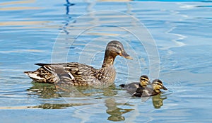 Mallard or wild duck (anas platyrhynchos) and baby photo