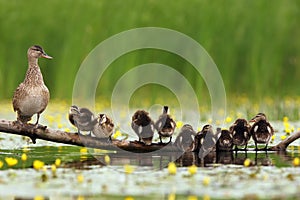 The mallard or wild duck Anas platyrhynchos duck with young on branch lying in water. Wild duck with ducklings in a shallow