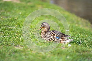 Mallard or wild duck Anas platyrhynchos female in a green grass. photo