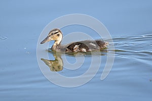 The mallard or wild duck Anas platyrhynchos, Juvenile, chick.