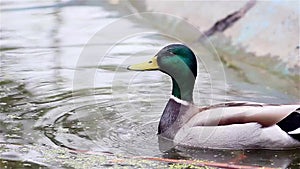Mallard, Wild Duck (Anas Platyrhynchos) in the pond