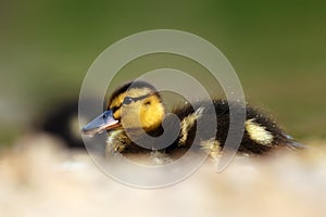 The mallard or wild duck Anas platyrhynchos a small duck with down feathers on the water. Small hairy ball. Duckling in the
