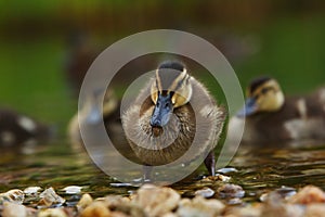 The mallard or wild duck Anas platyrhynchos small newborn staying on small stones close to the lake