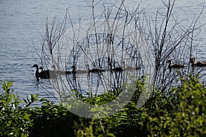 THE MALLARD OR WILD DUCK IS A DABBLING DUCK THAT BREEDS THROUGHOUT THE TEMPERATURE