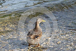 Mallard or wild duck, in Latin called Anas platyrhynchos female bird is standing is shallow water.