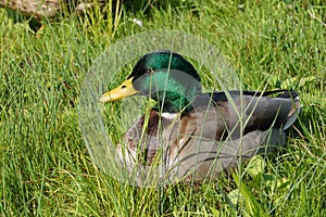 Mallard or wild duck, in Latin called Anas platyrhynchos male bird is sitting on grass in the sun.