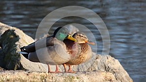 Mallard or wild duck at RAMSAR