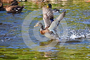 Mallard. Wild duck on the shore of a pond. Male-duck. Anas platyrhynchos