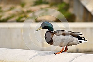 Mallard. Wild duck on the shore of a pond. Male-duck. Anas platyrhynchos