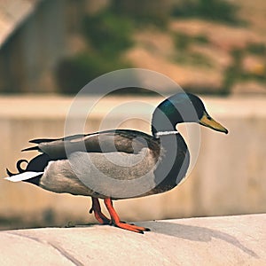 Mallard. Wild duck on the shore of a pond. Male-duck. Anas platyrhynchos