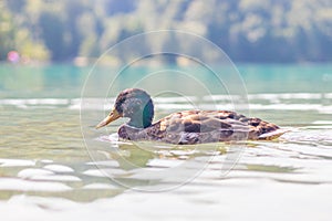 mallard wild duck swimming on the lake Wolfgangsee, Austria