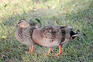 Two Beautiful Mallard Ducks a brown and greenish head photo