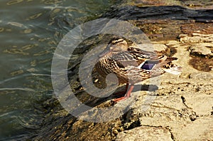 Mallard on a Zemun quay