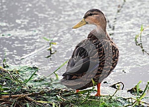 MallardDuck