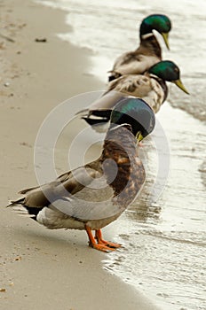 Mallards.