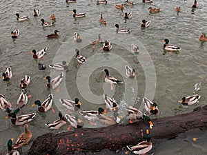 Mallards