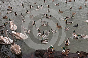 Mallards