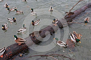 Mallards