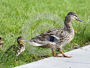 Mallards