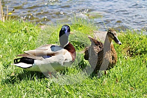 Mallards